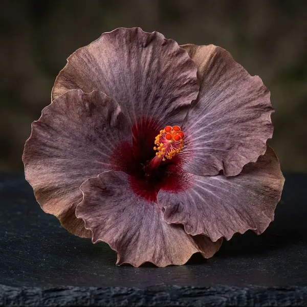Bronzed_Berry_Hibiscus_Plant_-_Exotic_Brown-Grey_Flowering_Variety