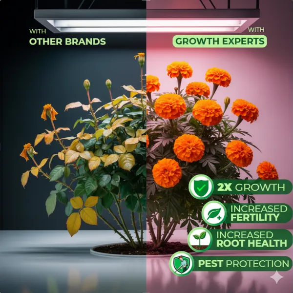 Eco_Friendly_Marigold_Expert_Crops_And_Plants_Liquid