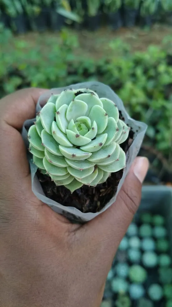 Green_Succulent_Plant_With_Pot_-_Live_Indoor_Plant