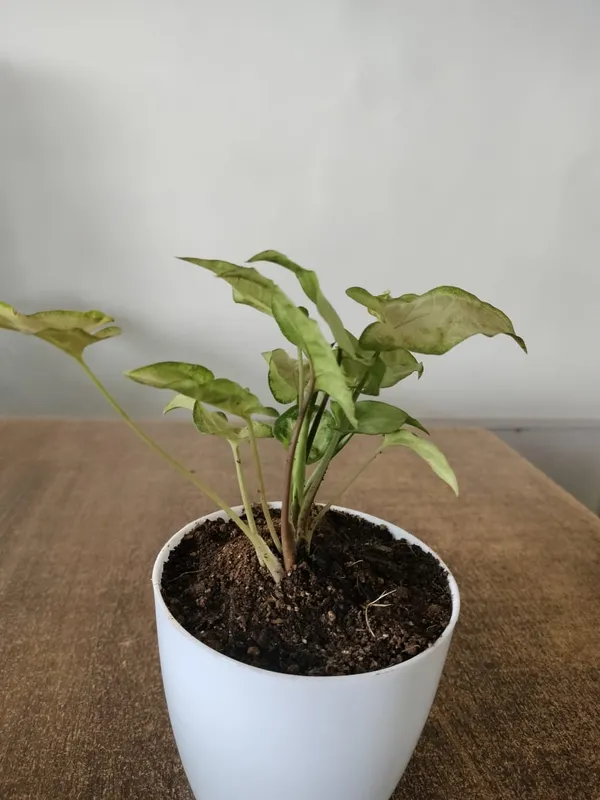 Syngonium_Pink_Indoor_Plant_In_White_Ceramic_Pot