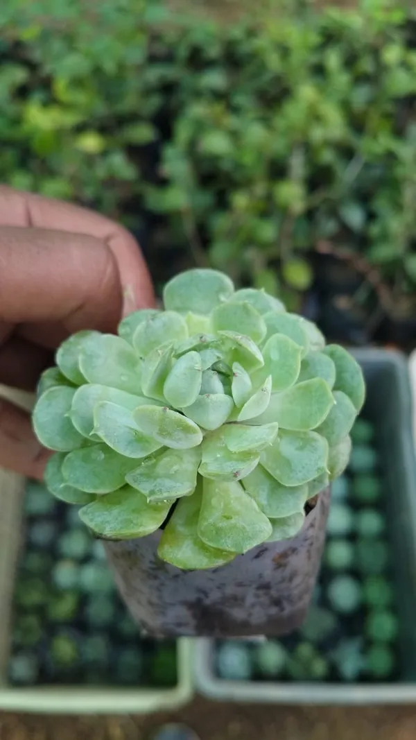 Green_Succulent_Plant_With_Pot_-_Live_Indoor_Plant