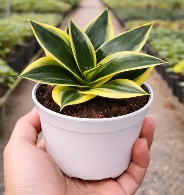 Variegated_Snake_Plant_(Sansevieria)_In_White_Pot