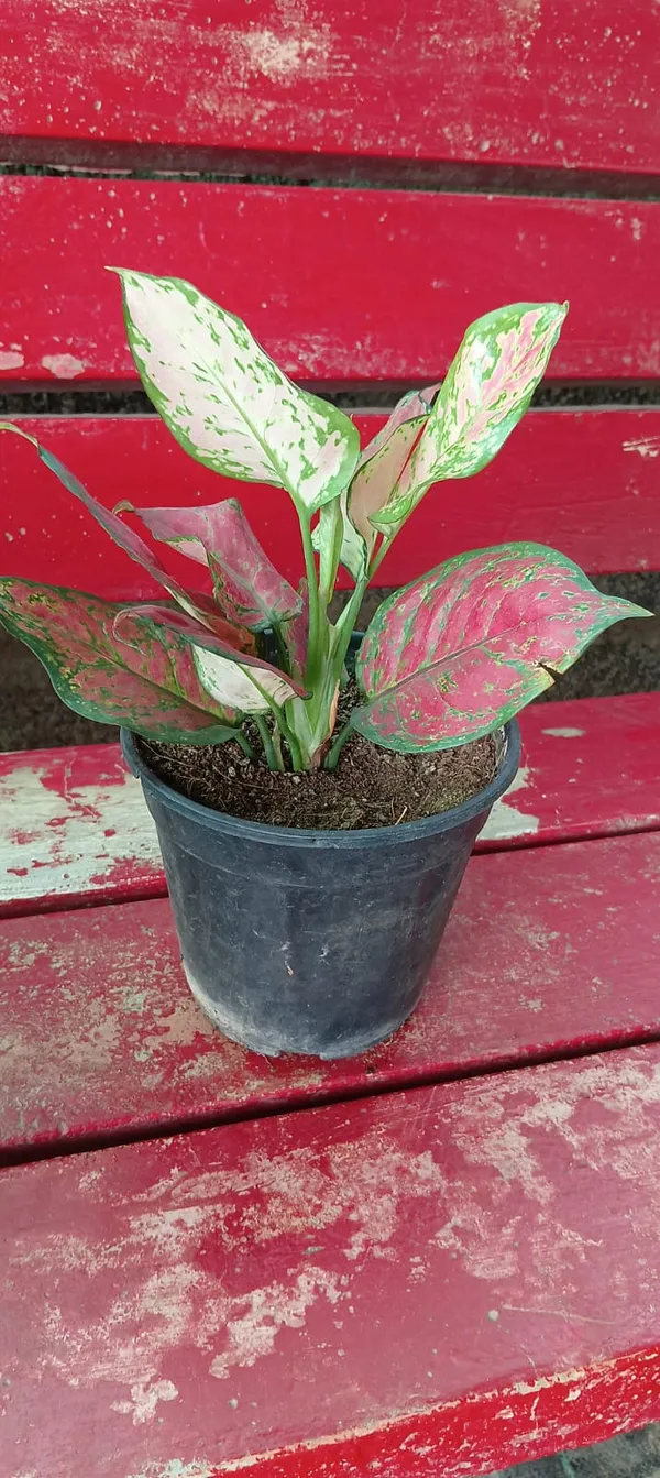 Aglaonema_'Valentine'_(also_known_as_a_Chinese_Evergreen)