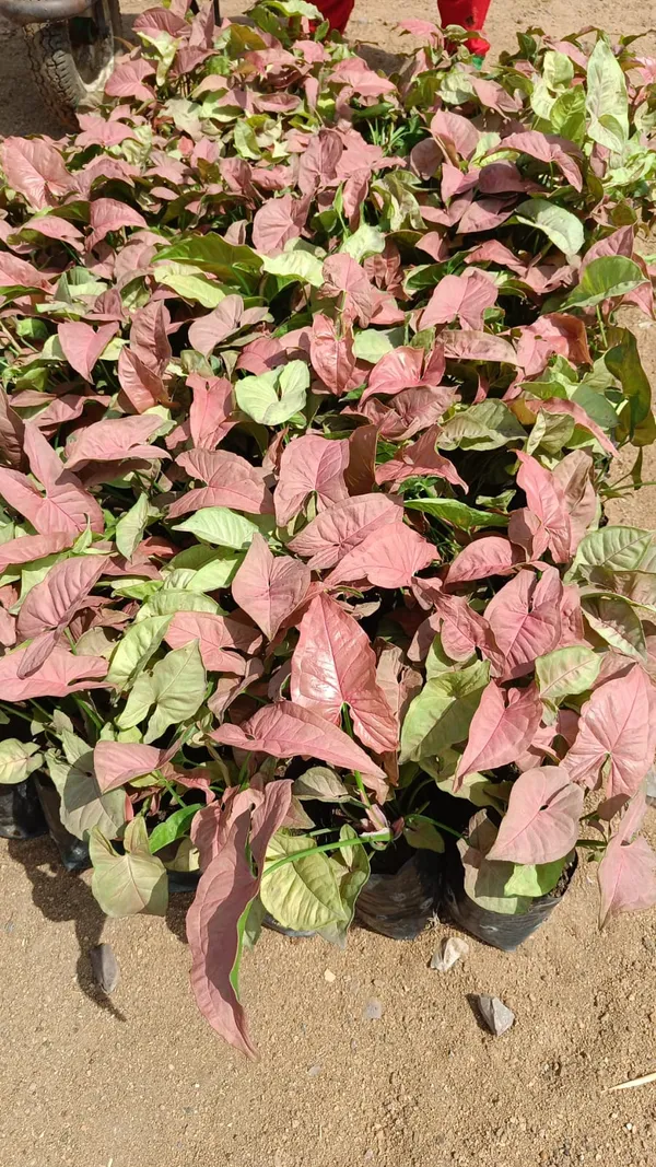 Pink_Syngonium_potted_plant