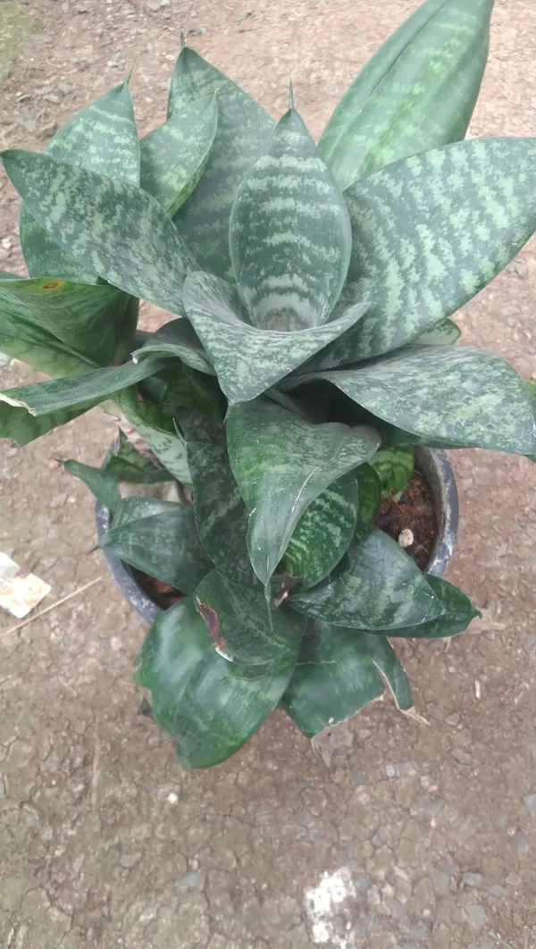 Snake_Plant_(Sansevieria)_-_Indoor_Air_Purifying_Plant_With_Pot