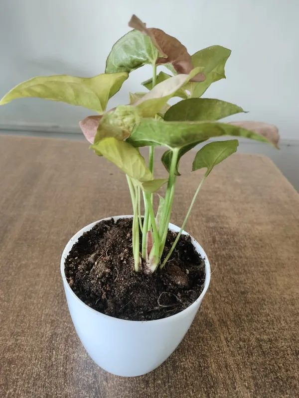 Syngonium_Pink_Indoor_Plant_In_White_Ceramic_Pot