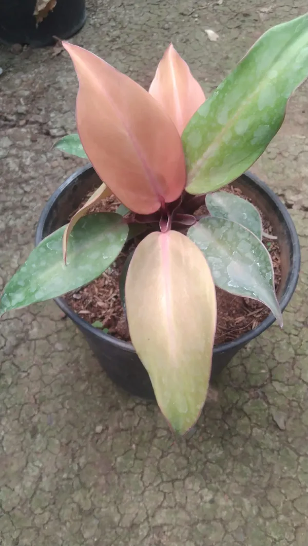 Philodendron_Variegated_Indoor_Plant_With_Pink_&_Green_Leaves