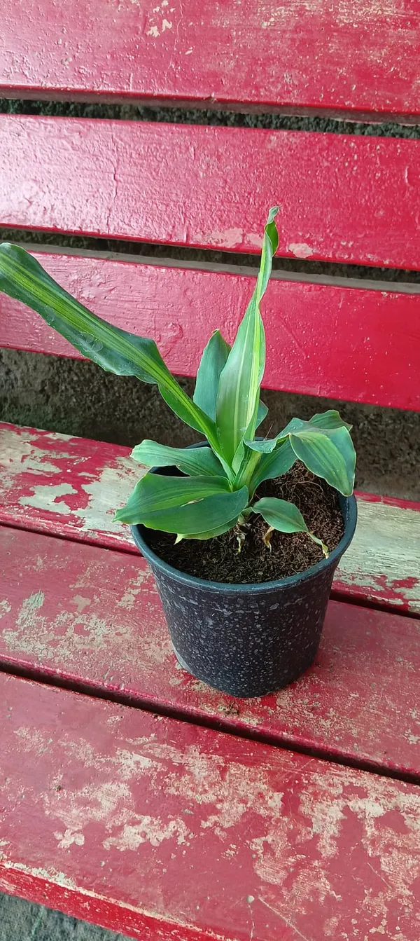 Dracaena_fragrans_'Massangeana'_commonly_known_as_a_variegated_corn_plant