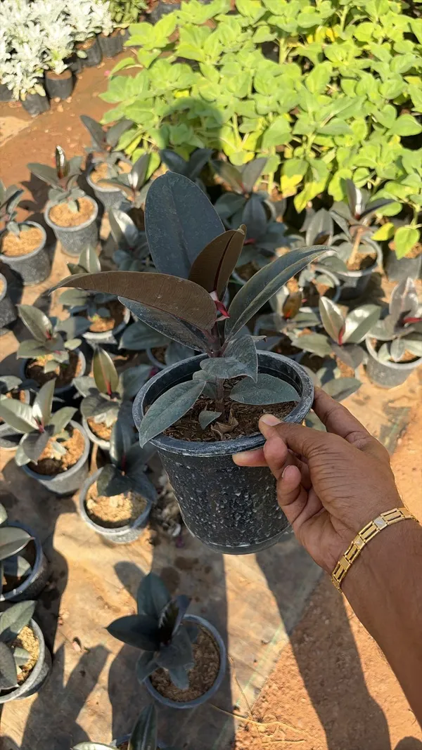 Zz_Plant_(Zamioculcas_Zamiifolia)_-_Live_Indoor_Plant_With_Glossy_Dark_Green_Leaves