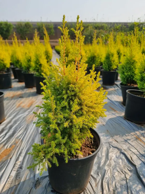 Golden_Cypress_(Cupressus_macrocarpa_'Goldcrest'),_or_Golden_Lemon_Cypress