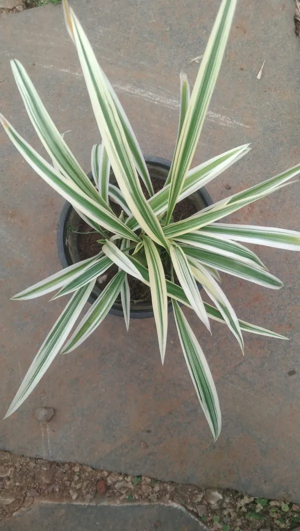 Dracaena_Marginata_Variegated_Indoor_Plant_With_Pot