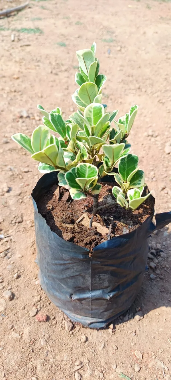 Variegated_Green_Plant_In_Black_Grow_Bag