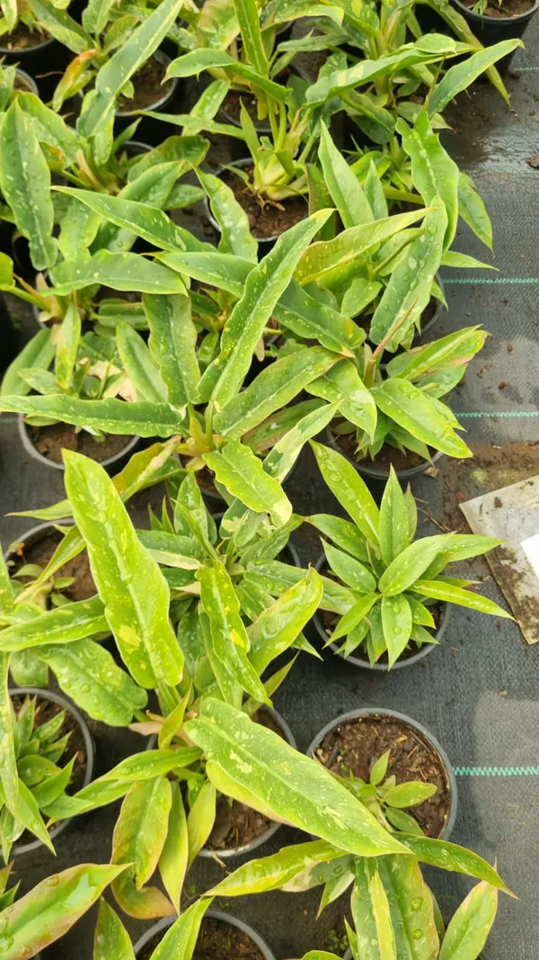 Philodendron_'Ring_of_Fire'.