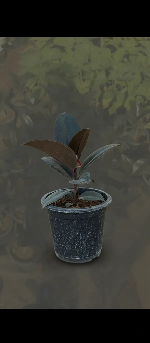 Ficus_Elastica_(Rubber_Plant)_-_Burgundy_Indoor_Plant