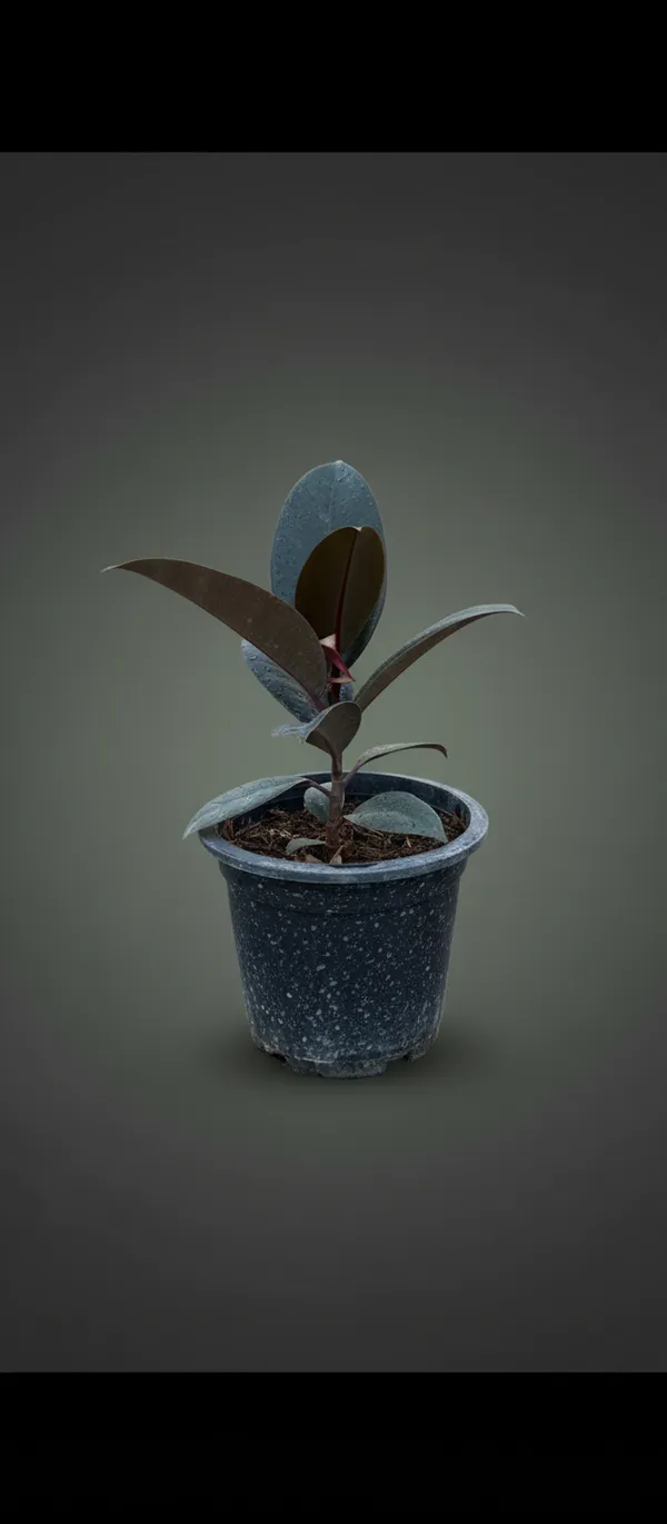 Ficus_Elastica_(Rubber_Plant)_-_Burgundy_Indoor_Plant