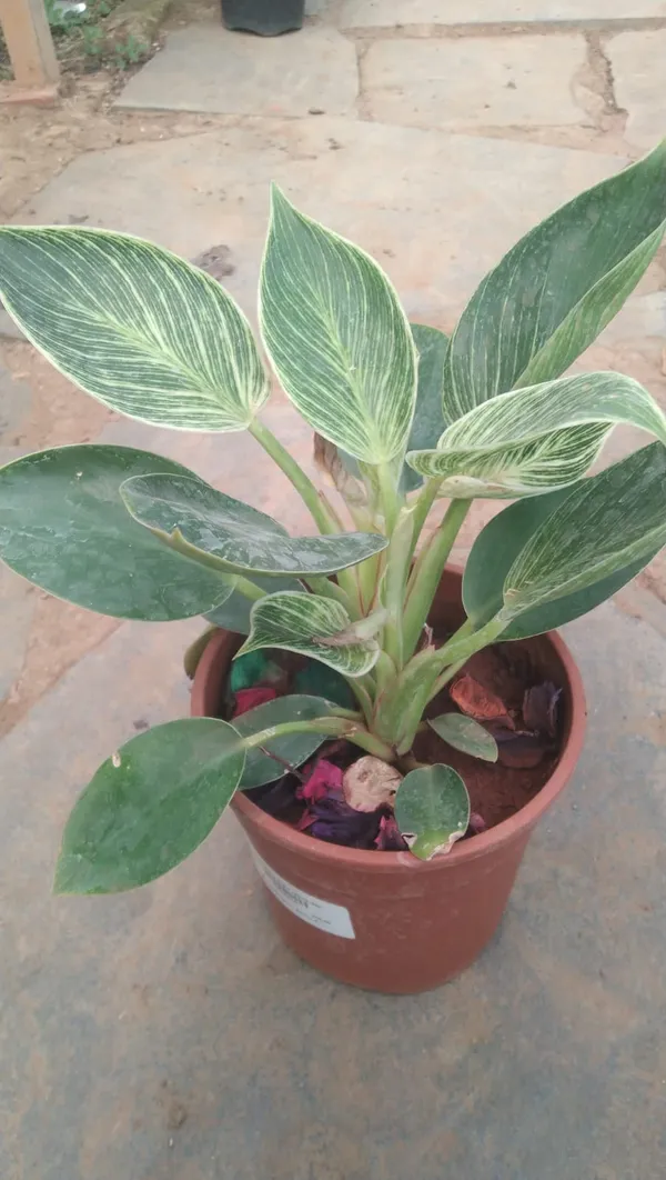 Variegated_Philodendron_Birkin_Indoor_Plant_In_Terracotta_Pot