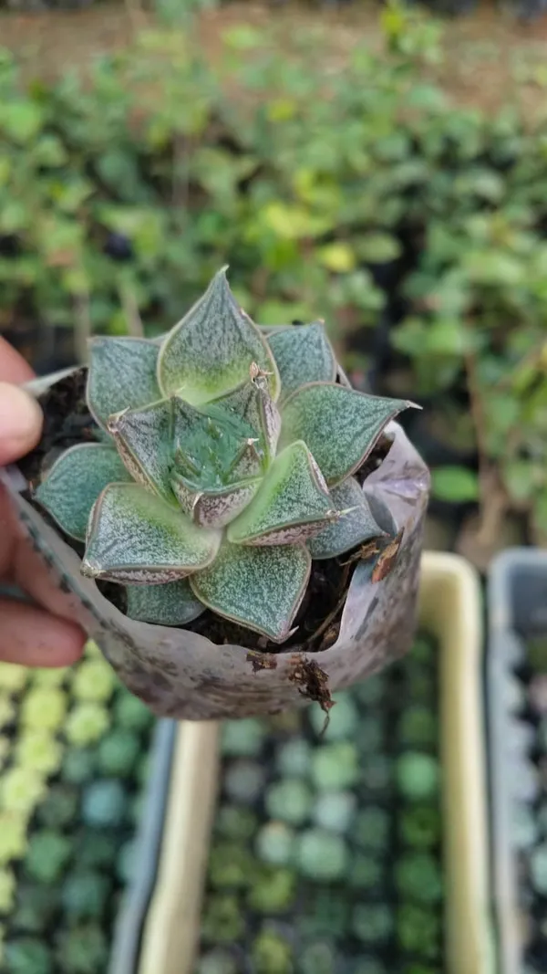 Succulent_Plant_In_Small_Pot