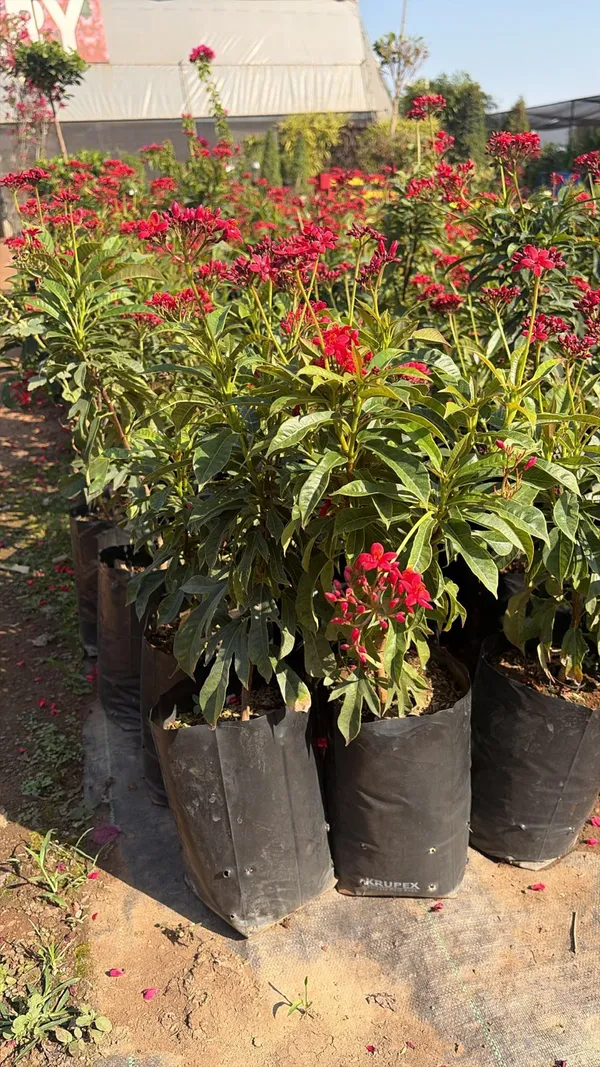 Jatropha_integerrima,_often_called_a_Red_Jatropha_or_Peregrina.