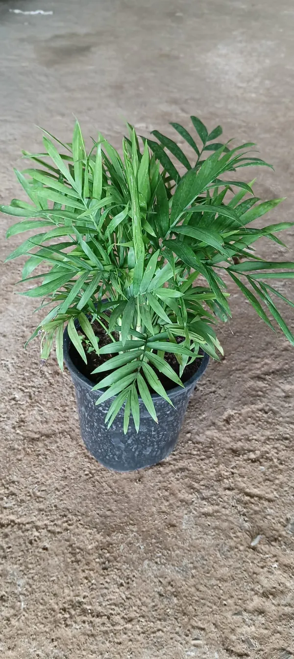 Chamaedorea_Elegans_(Parlor_Palm)_Indoor_Plant_With_Pot