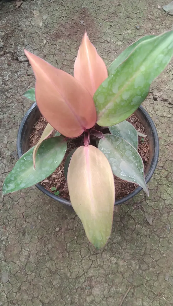 Philodendron_Variegated_Indoor_Plant_With_Pink_&_Green_Leaves