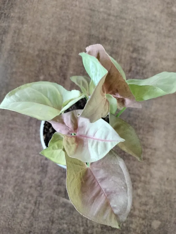 Syngonium_Pink_Indoor_Plant_In_White_Ceramic_Pot