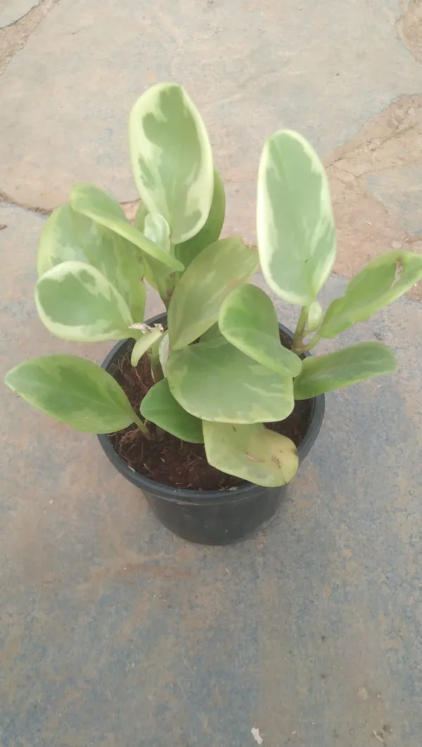 Peperomia_Variegated_Indoor_Plant_In_Pot