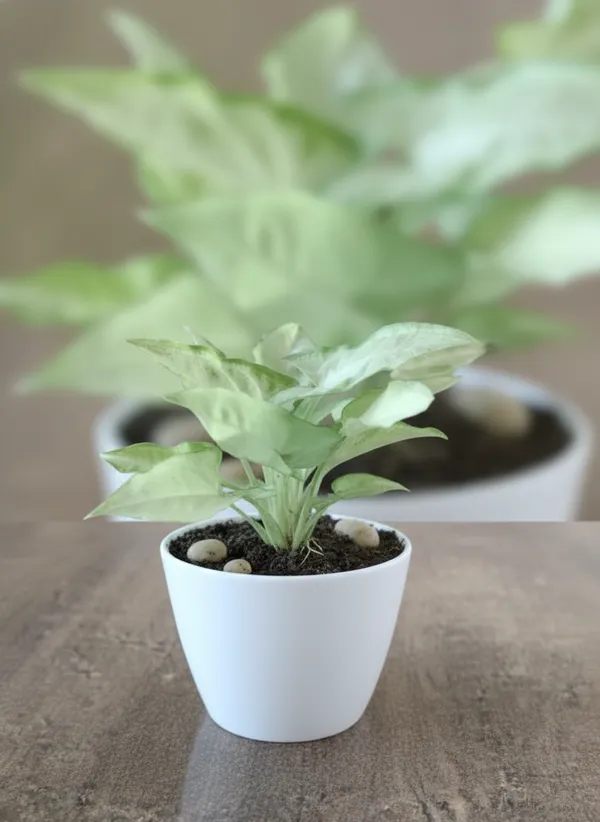 Arrowhead_Plant_(Syngonium_Podophyllum)_-_Indoor_Air_Purifying_Plant