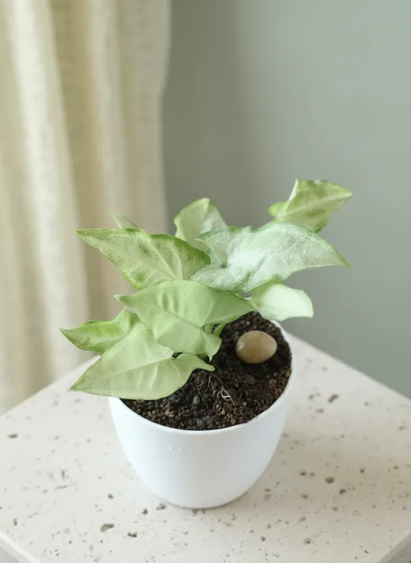 Arrowhead_Plant_(Syngonium_Podophyllum)_-_Indoor_Air_Purifying_Plant