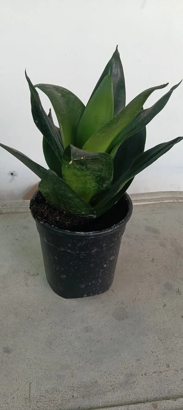 Snake_Plant_(Sansevieria)_-_Indoor_Air_Purifying_Plant_In_Pot