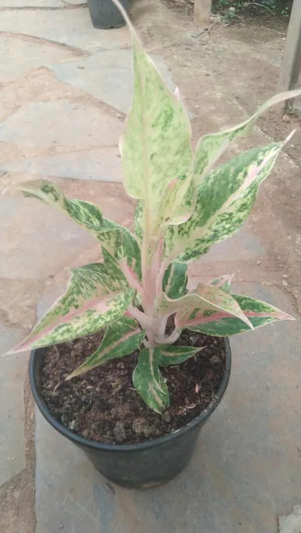 Variegated_Aglaonema_Pink_Indoor_Plant_In_Pot