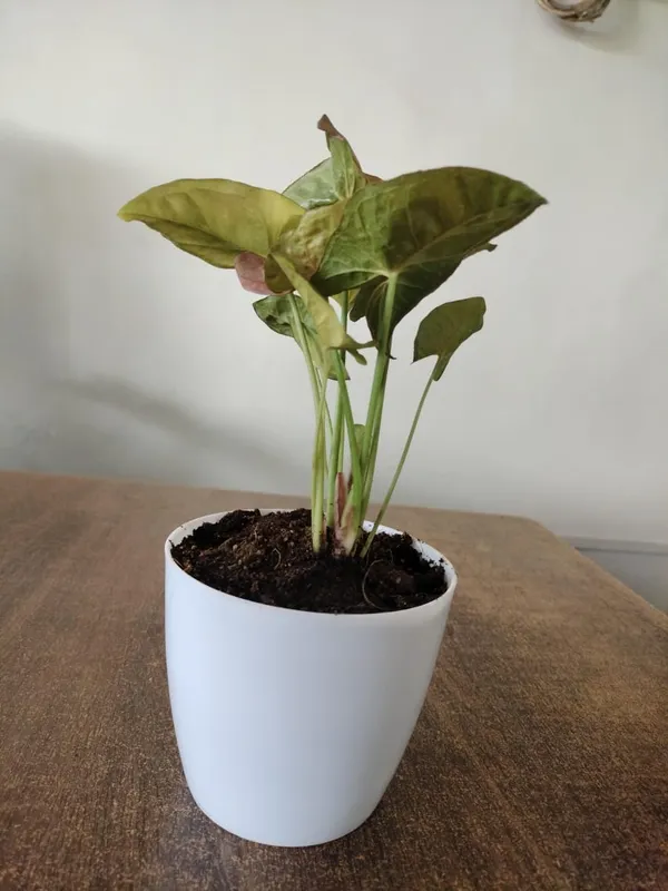 Syngonium_Pink_Indoor_Plant_In_White_Ceramic_Pot