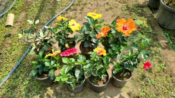 Vibrant_Hibiscus_Flowering_Plants_In_Pots_-__(Assorted_Colors)