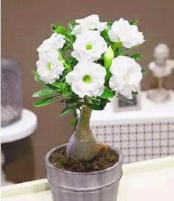 Adenium_Plant_Pack_of_4_(Hybrid_Seedling_Plant)_