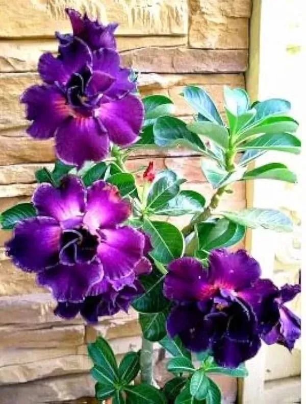 Adenium_Plant_Pack_of_4_(Hybrid_Seedling_Plant)_