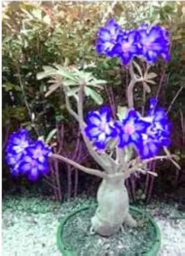 Adenium_Plant_Pack_of_4_(Hybrid_Seedling_Plant)_