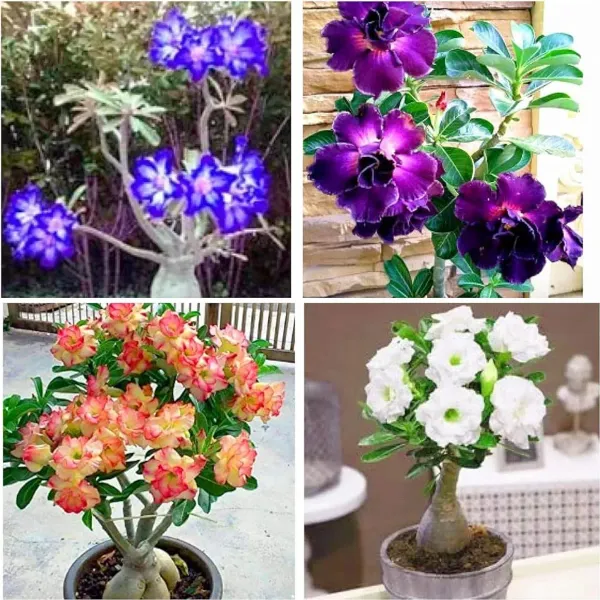 Adenium_Plant_Pack_of_4_(Hybrid_Seedling_Plant)_