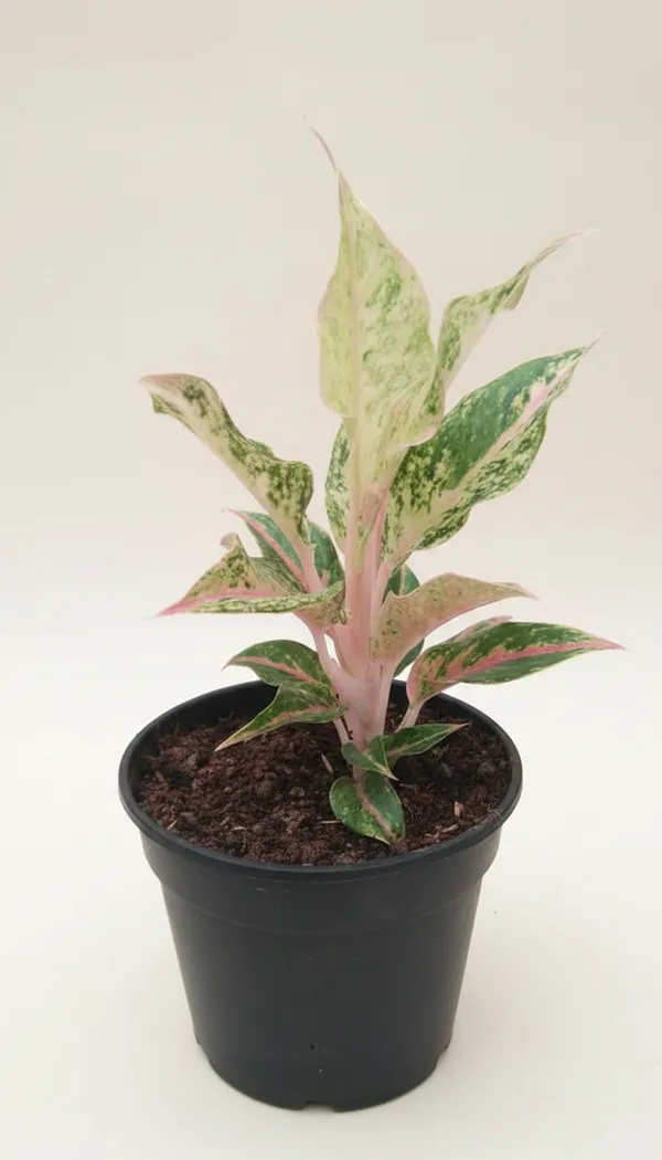 Variegated_Aglaonema_Pink_Indoor_Plant_In_Pot