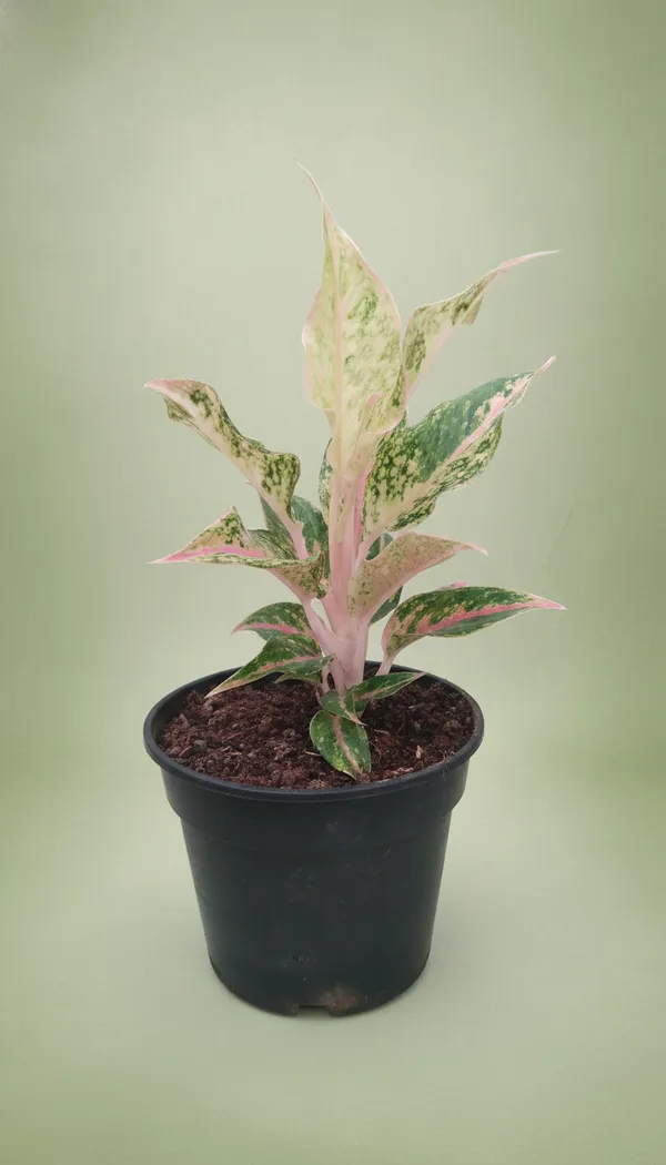Variegated_Aglaonema_Pink_Indoor_Plant_In_Pot