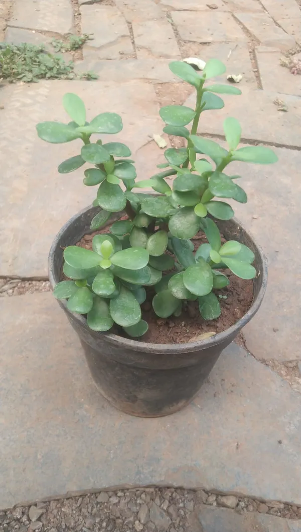 Jade_Plant_(Crassula_Ovata)_-_Live_Succulent_Indoor_Plant_With_Pot