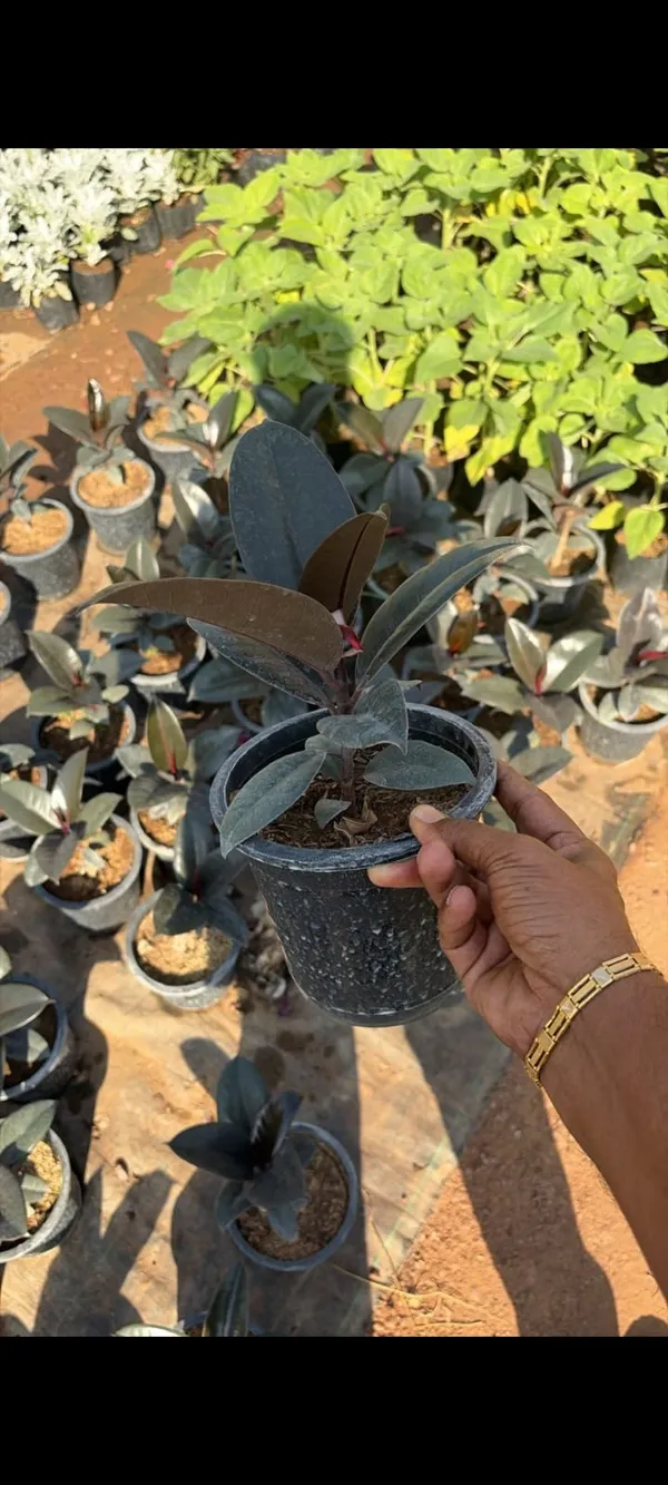 Ficus_Elastica_(Rubber_Plant)_-_Burgundy_Indoor_Plant