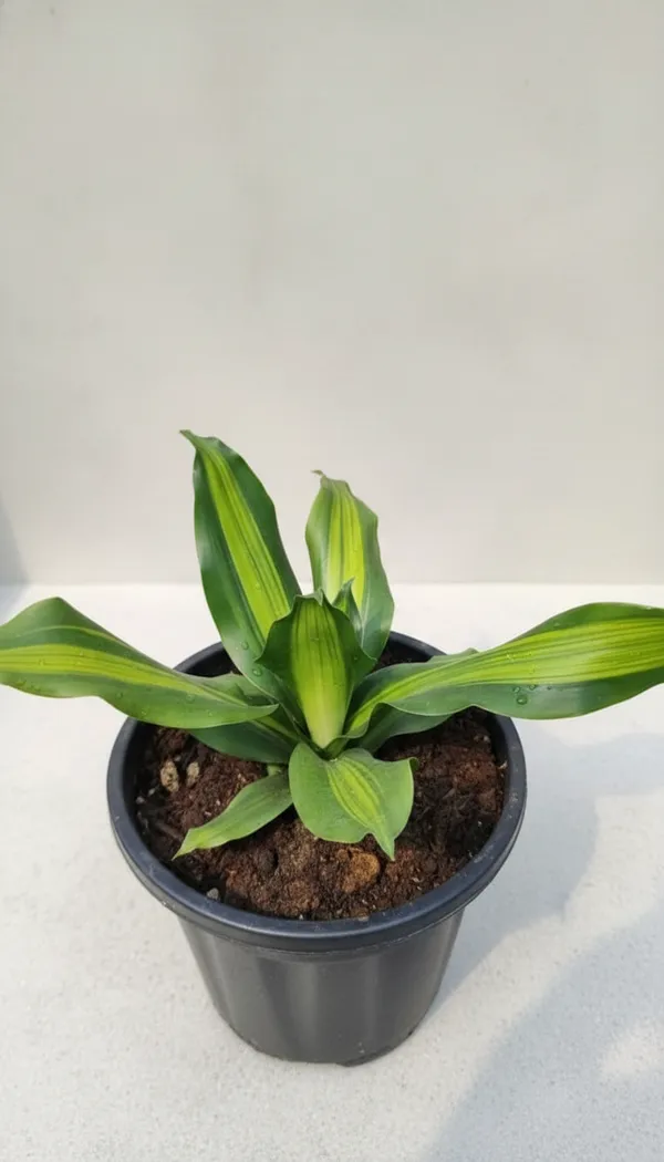 Potted_Foliage_Plant_In_Nursery_Pot