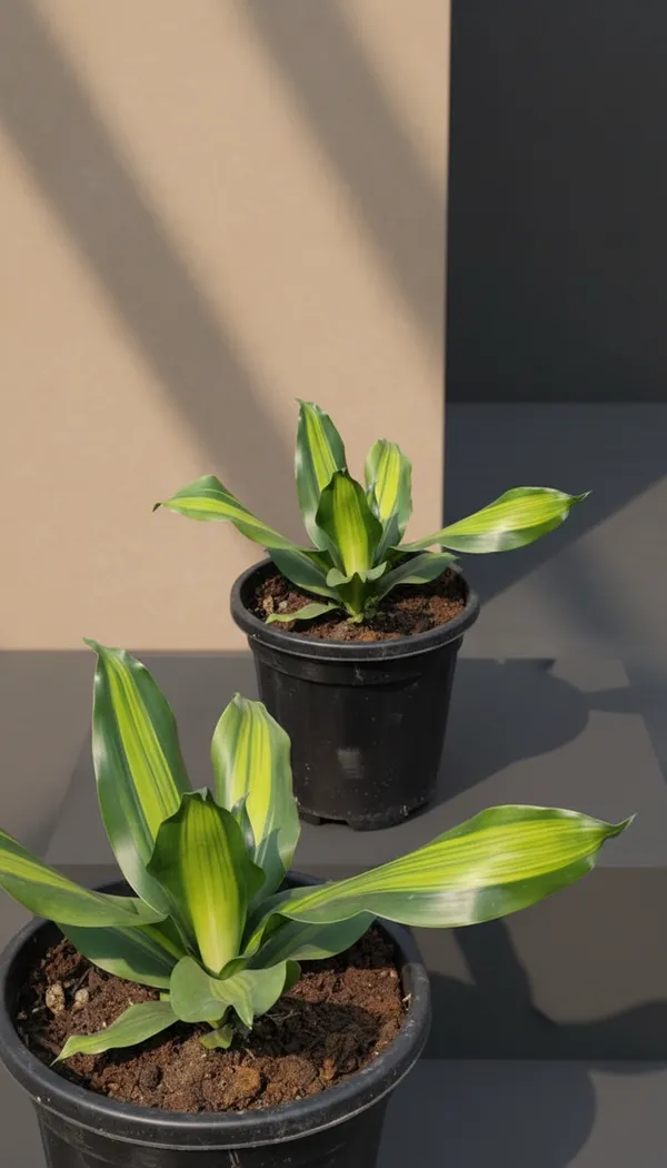 Potted_Foliage_Plant_In_Nursery_Pot