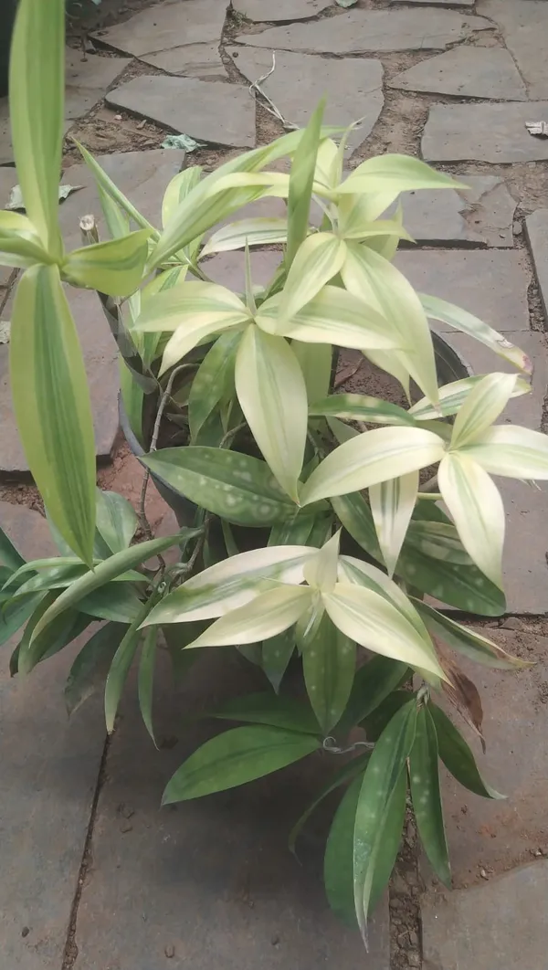 Dracaena_surculosa,_commonly_known_as_the_Gold_Dust_Dracaena_or_Japanese_Bamboo.
