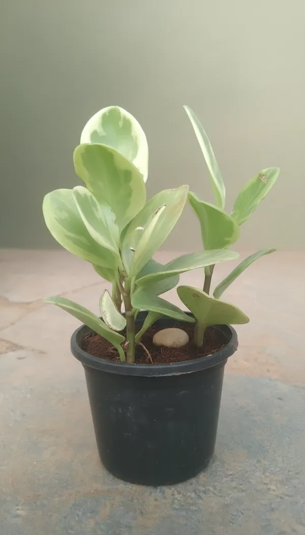 Variegated_Peperomia_Plant_In_Black_Pot