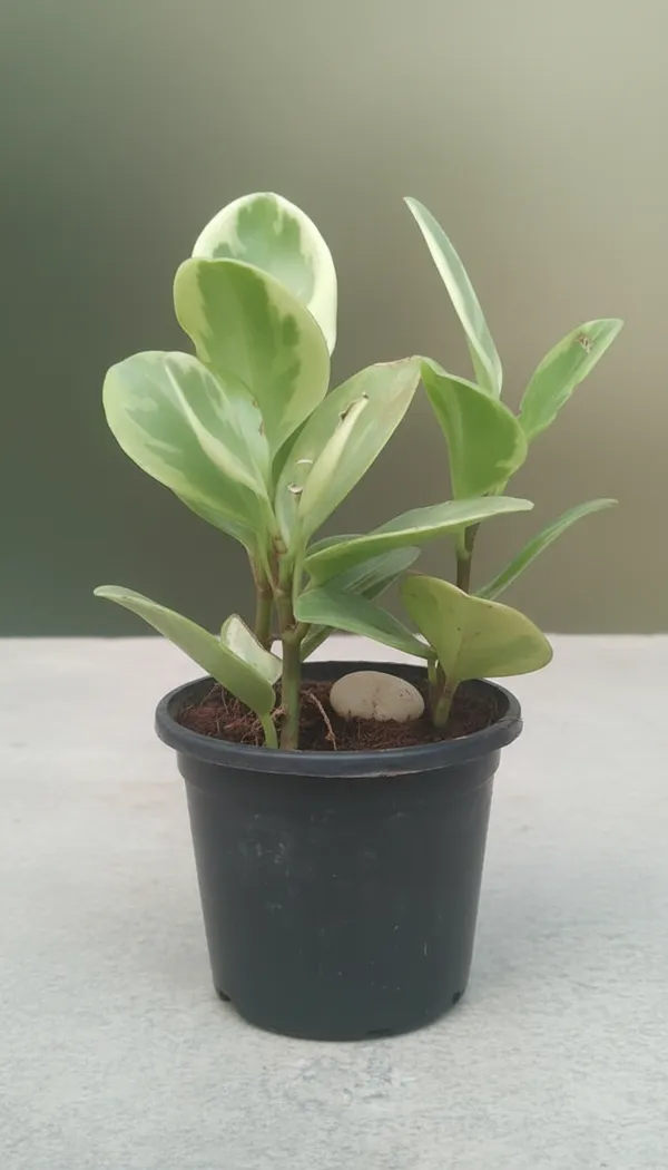 Variegated_Peperomia_Plant_In_Black_Pot