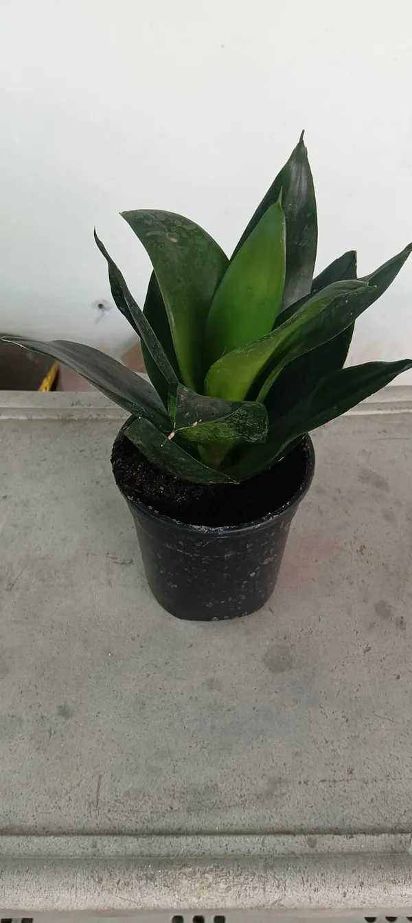 Snake_Plant_(Sansevieria)_-_Indoor_Air_Purifying_Plant_In_Pot