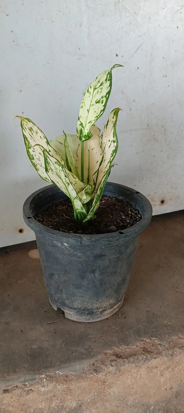 Variegated_Green_And_White_Indoor_Plant_With_Pot
