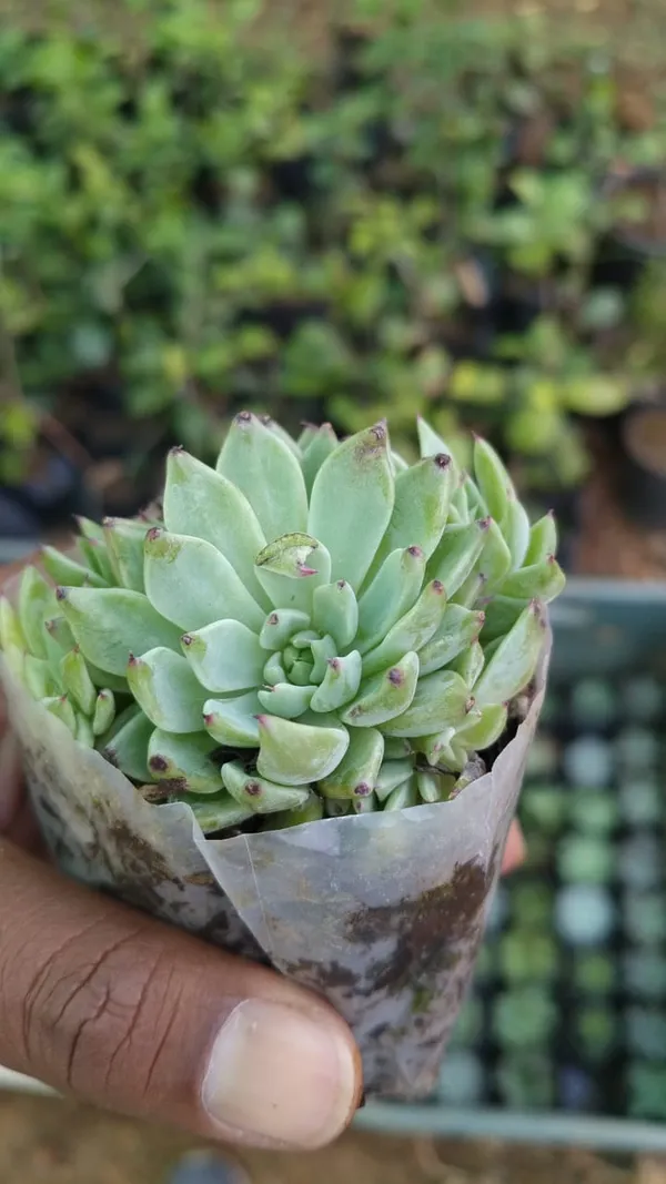Green_Succulent_Plant_With_Pot_-_Live_Indoor_Plant