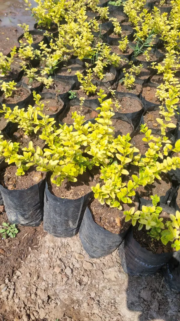 Golden_Duranta_