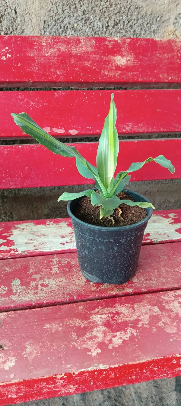 Dracaena_fragrans_'Massangeana'_(also_known_as_a_Corn_Plant)